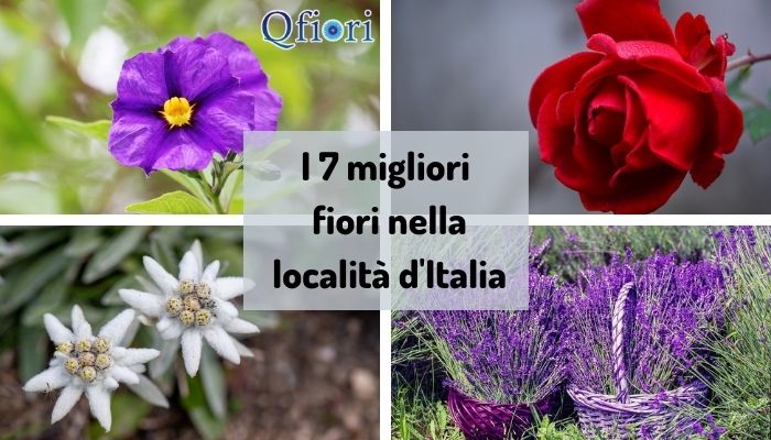 I 7 migliori fiori nella localit&agrave; d'Italia