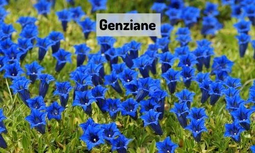 Genziane
