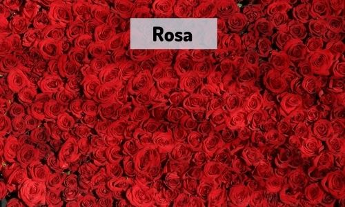 Rosa