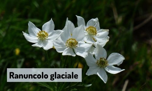 Ranuncolo glaciale