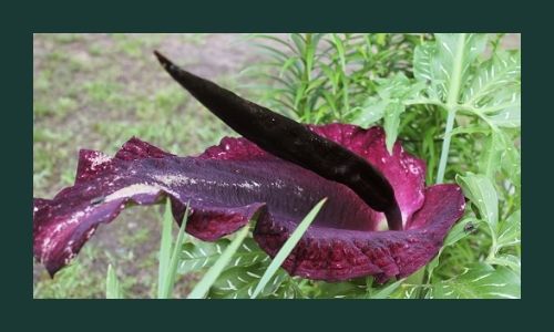 Dracunculus vulgaris