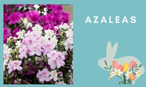 Azalee