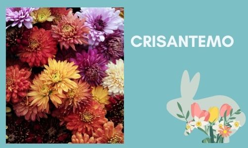 Crisantemo