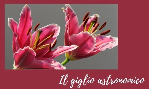 Il giglio astronomico