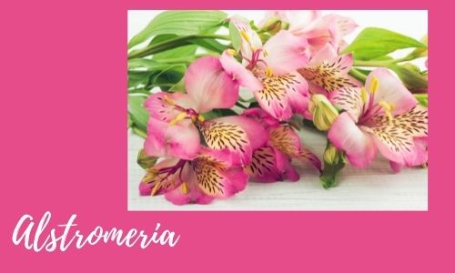 Alstromeria
