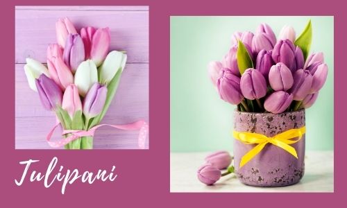 Tulipani