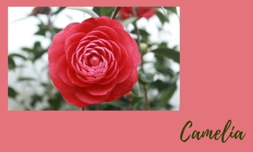 Camelia