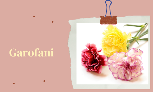 Garofani