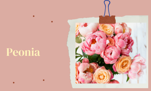 Peonia
