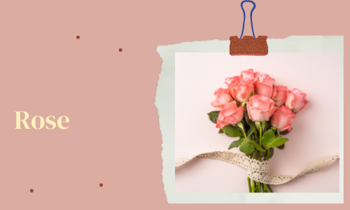 Rose