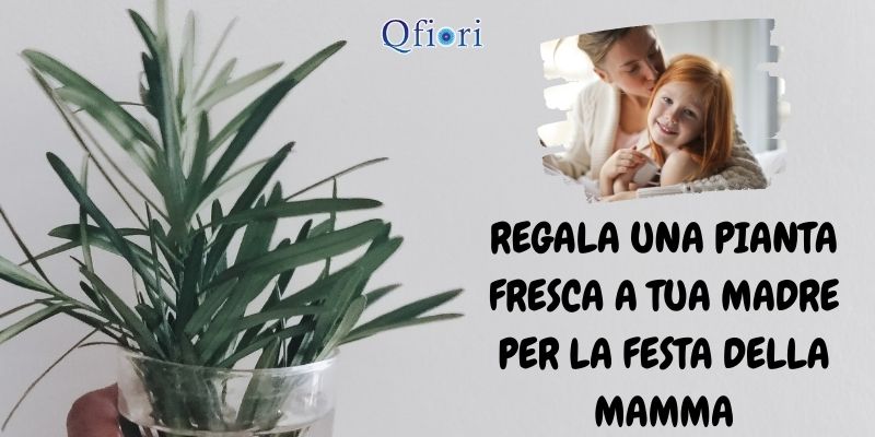 Regala una pianta fresca a tua madre per la festa della mamma