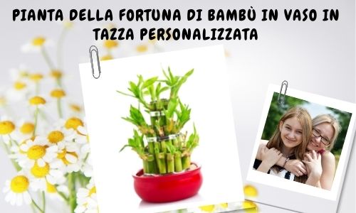 Pianta della fortuna di bamb&ugrave; in vaso in tazza personalizzata