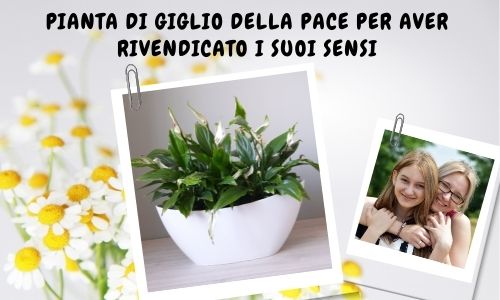 Pianta di giglio della pace per aver rivendicato i suoi sensi