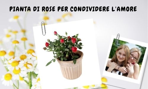 Pianta di rose per condividere l'amore