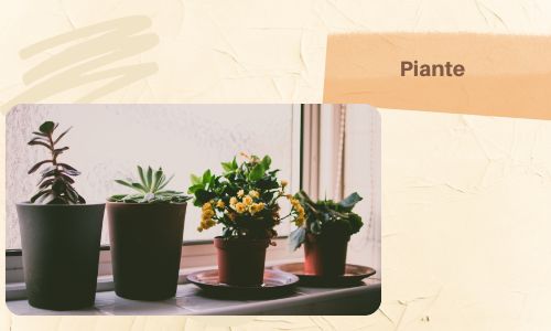 Piante