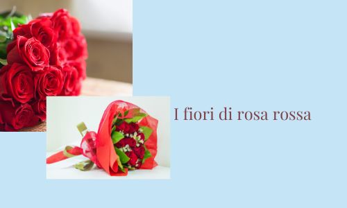 I fiori di rosa rossa