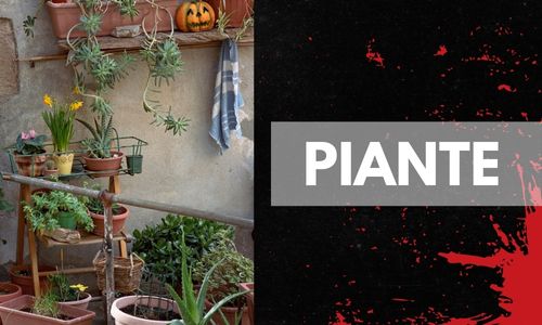  Piante