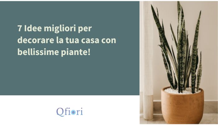 7 Idee migliori per decorare la tua casa con bellissime piante!