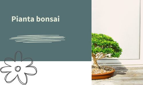 Pianta bonsai