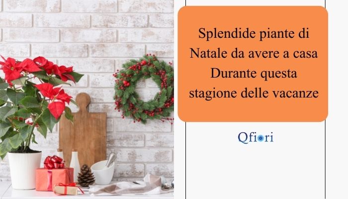 Gorgeous Christmas Plants to Have at Home During This festive season