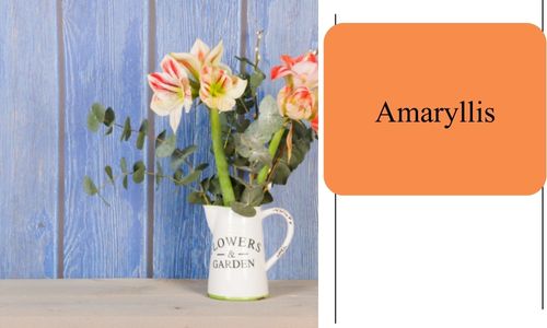 Amaryllis