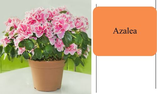 Azalea