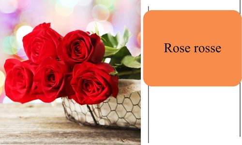 Rose rosse