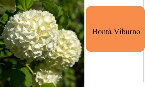 Bont&agrave; Viburno