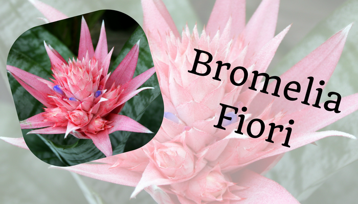 Bromelia Fiori