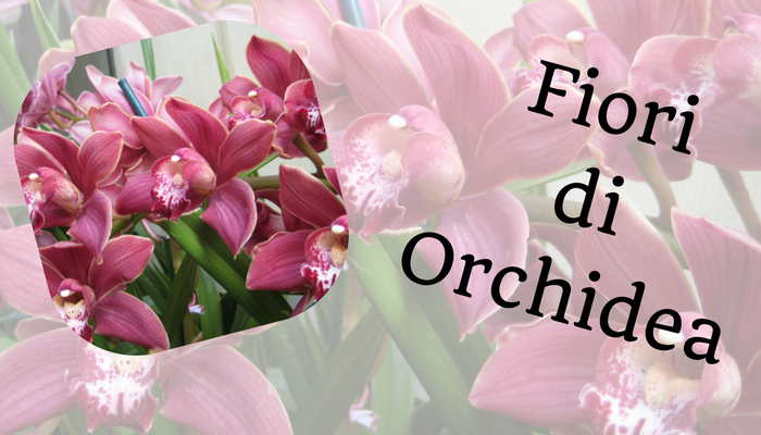 Fiori di Orchidea