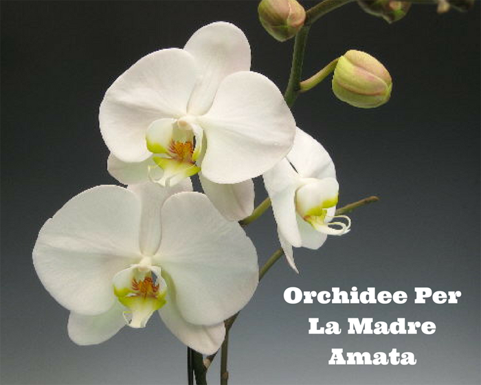 Orchidee Per La Madre Amat