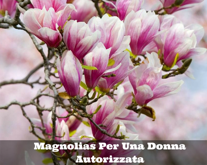 Magnolias Per Una Donna Autorizzata
