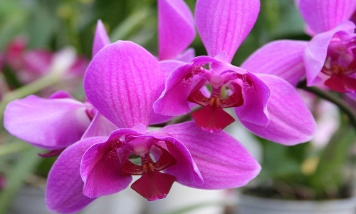 Orchidee rosa per la donna moderna