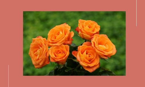 3. Rosa arancione