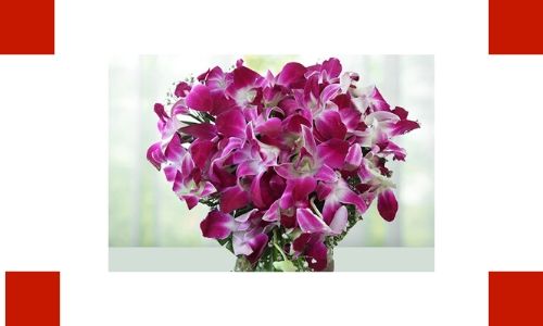 4. Orchidee rosa: