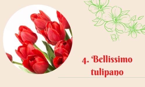 4. Bellissimo tulipano