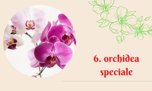6. orchidea speciale