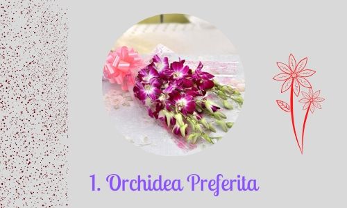 1. Orchidea Preferita