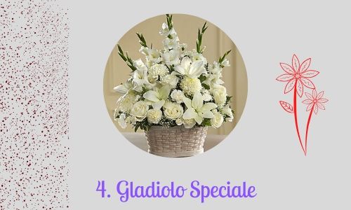 4. Gladiolo Speciale