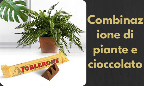 Combinazione di piante e cioccolato