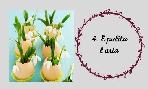 4. Vasi in miniatura fatti di gusci d'uovo