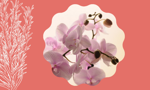 Pianta di orchidea bianca