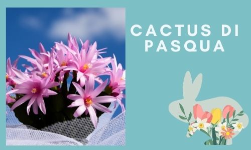 Cactus di Pasqua