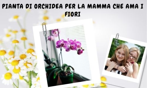 Pianta di orchidea per la mamma che ama i fiori