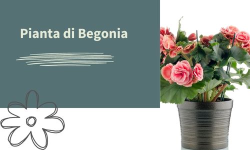 Pianta di Begonia
